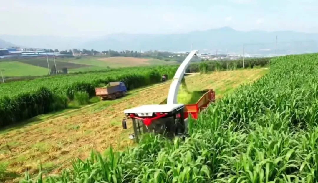 巍山润泽千亩饲草巨菌草迎来收割季