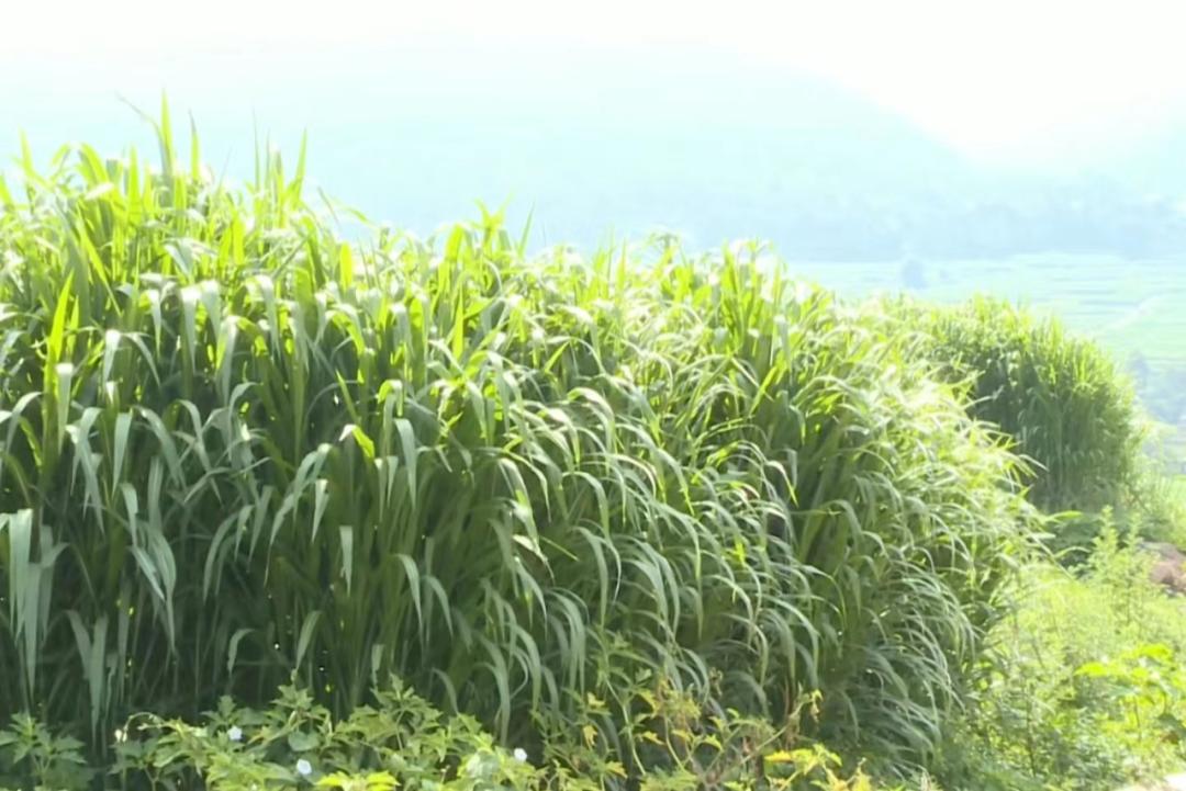 巍山潤澤千畝飼草巨菌草迎來收割季