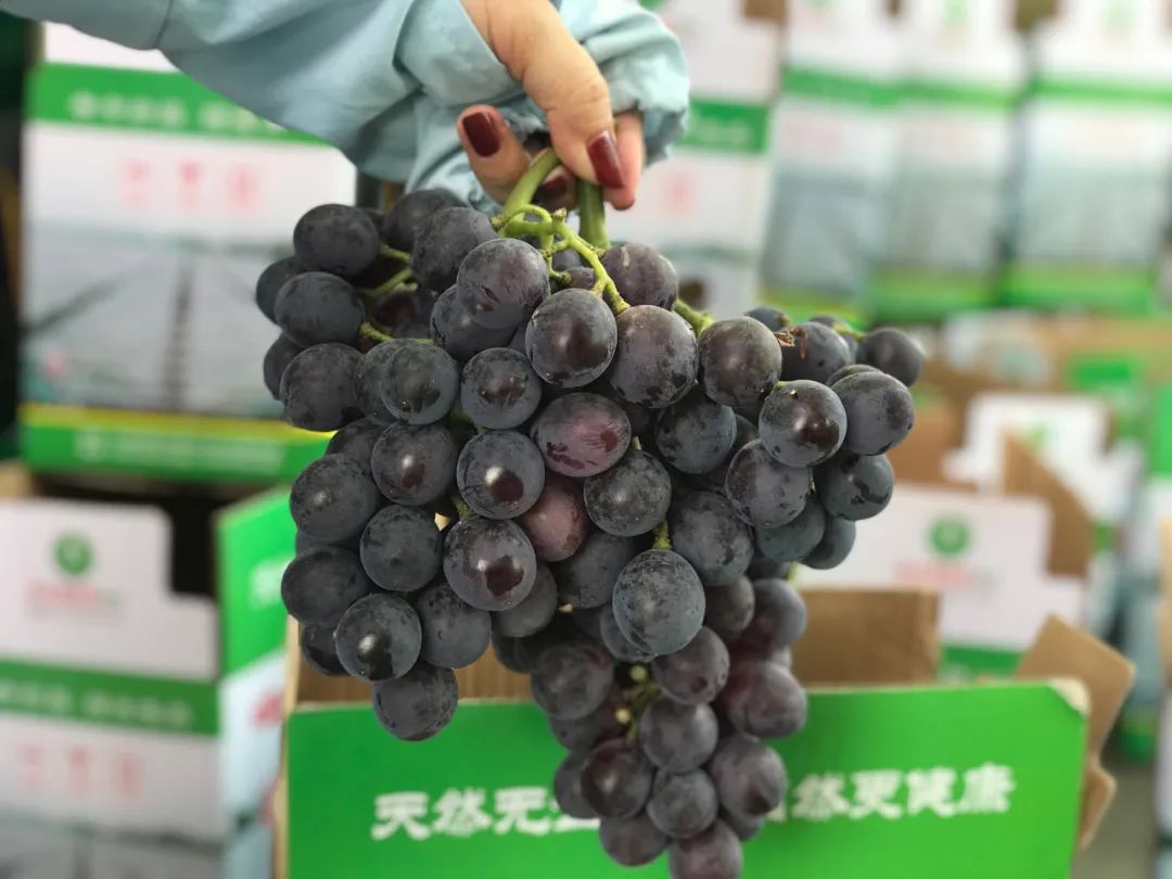 首日团购桐村葡萄已售罄新余这波爱心热潮你有参与拼团吗