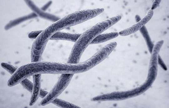 "我们的研究表明,具核梭杆菌可以通过特定的信号通路降低小鼠的记忆和