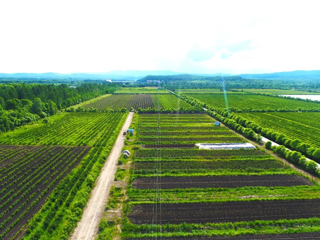 今年,方正林业局有限公司大力发展林下经济,在持续做好林下刺五加产业