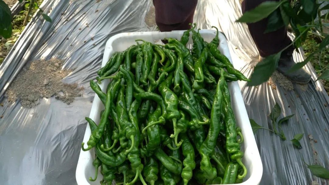 榕江:新鲜蔬菜直销粤港澳大湾区