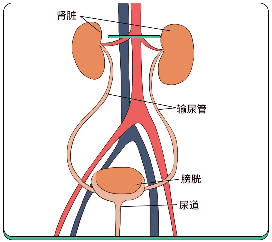 输尿管下段图片
