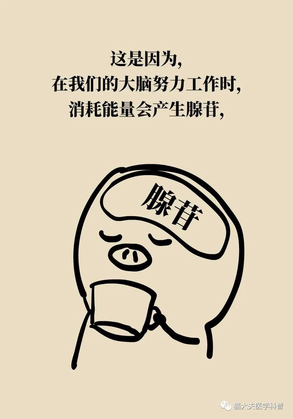 咖啡因,是如何起到提神醒脑的作用?