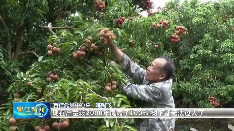 姚锡飞:念好“山”字经走好共富路 美“荔”产业助力乡村振兴_澎湃号·媒体_澎湃新闻-The Paper