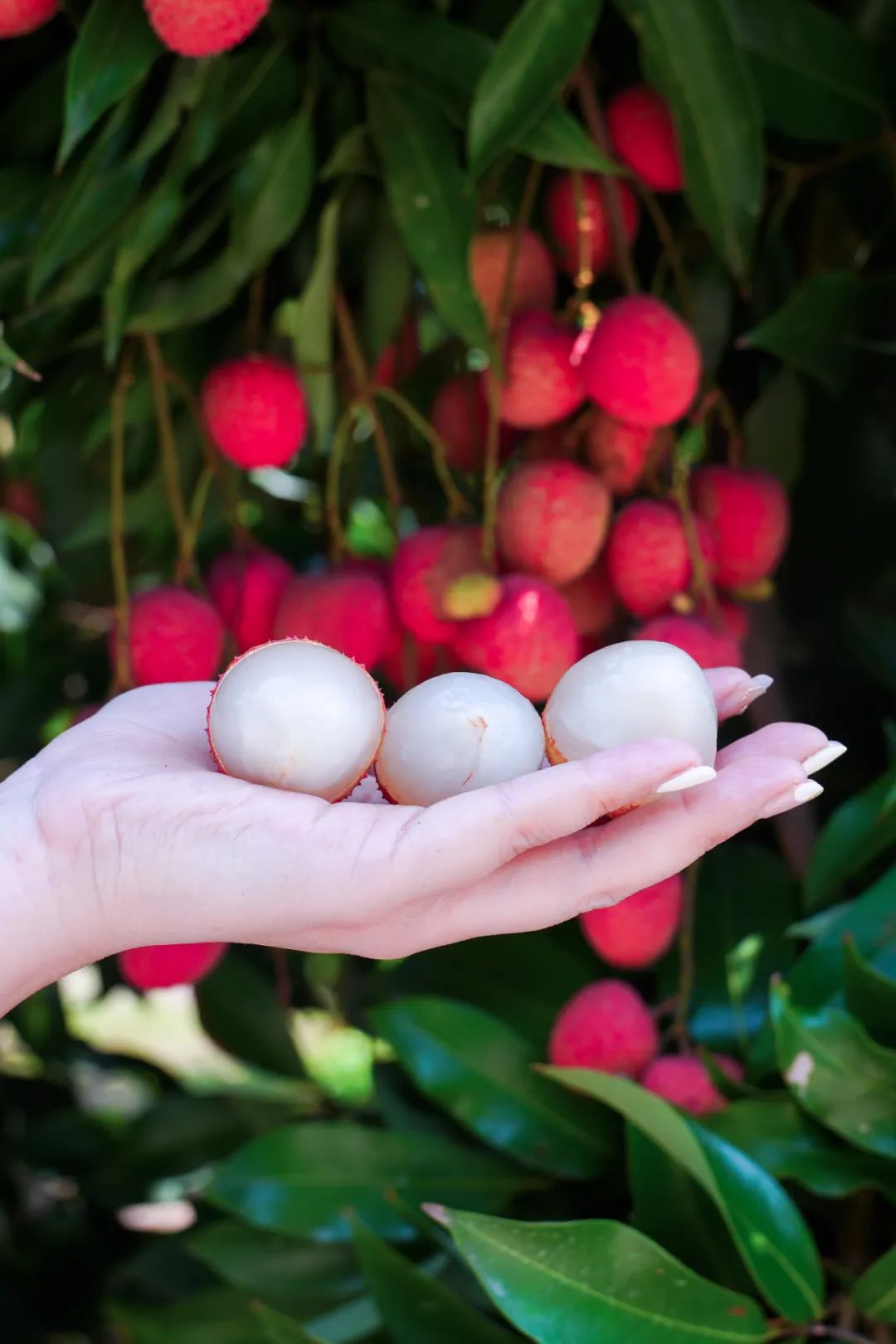 今天开采宜宾大塔荔枝熟了