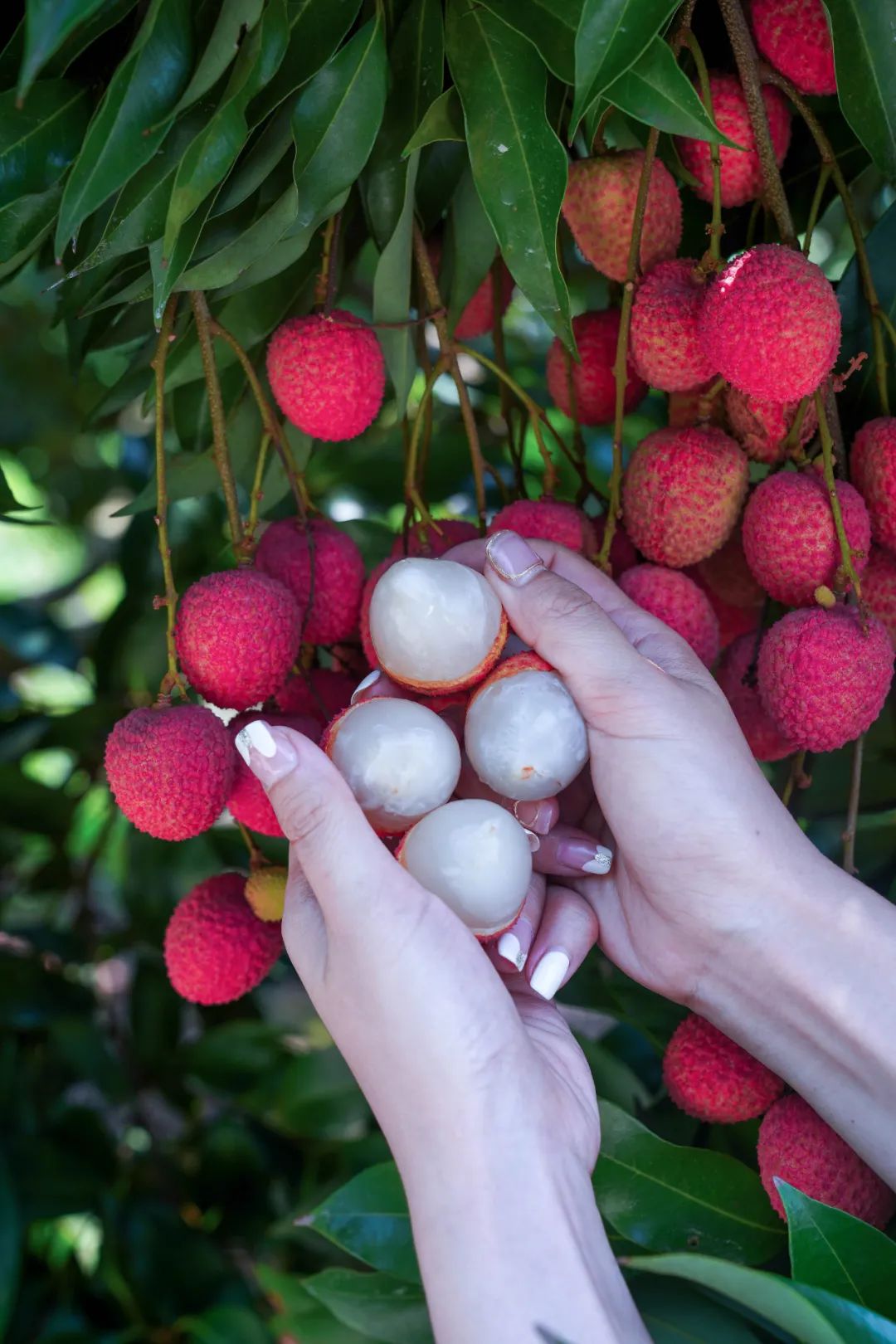 今天开采宜宾大塔荔枝熟了