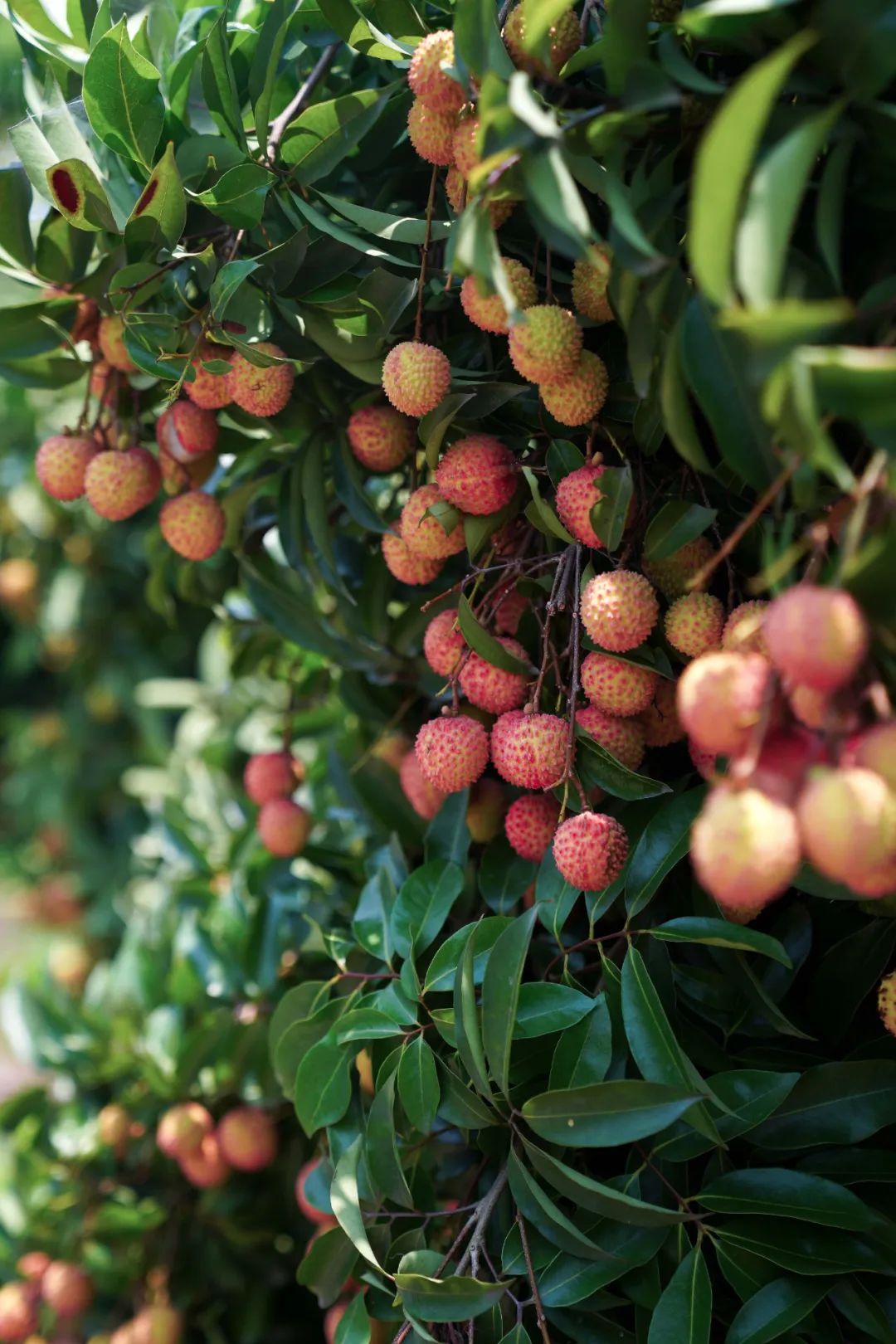 今天开采宜宾大塔荔枝熟了