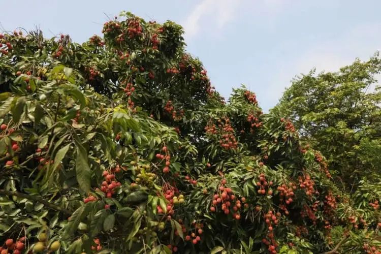 今天开采宜宾大塔荔枝熟了