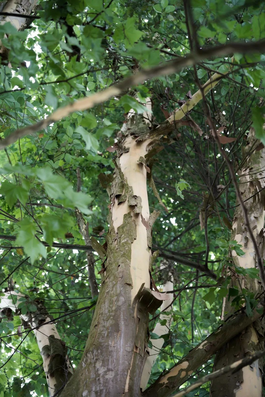 树干上,梧桐正经历一场脱皮.不是什么湿热造成的湿疹