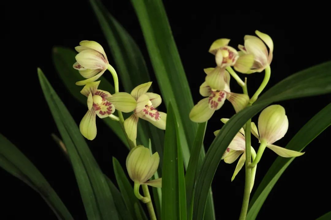 盛夏建兰兰香去暑