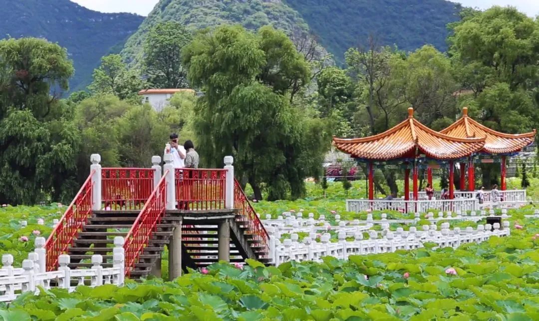 乡游黔中安龙县海庄村盛夏莲花池赏荷正当时