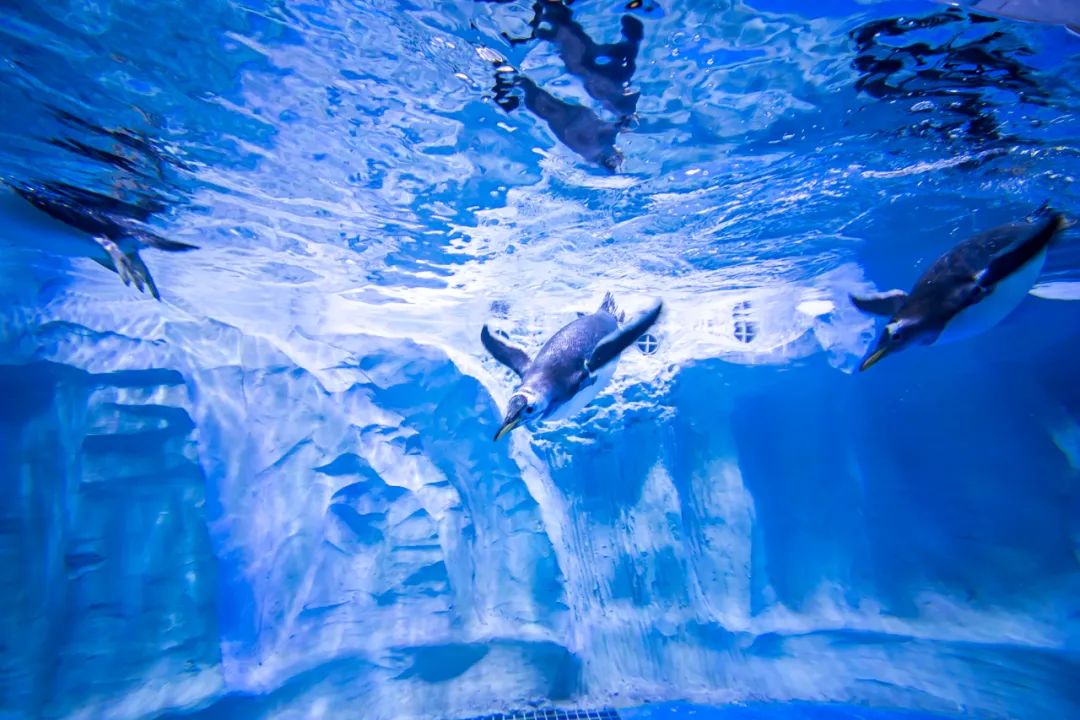 淮安龙宫大白鲸世界景区被认定为全国海洋科普教育基地