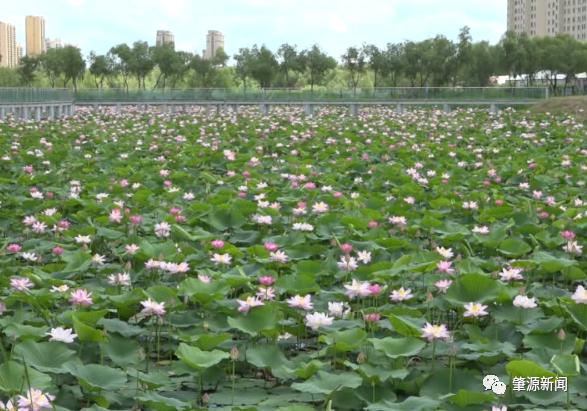 718與您相約肇源縣西海溼地公園看美景賞蓮花