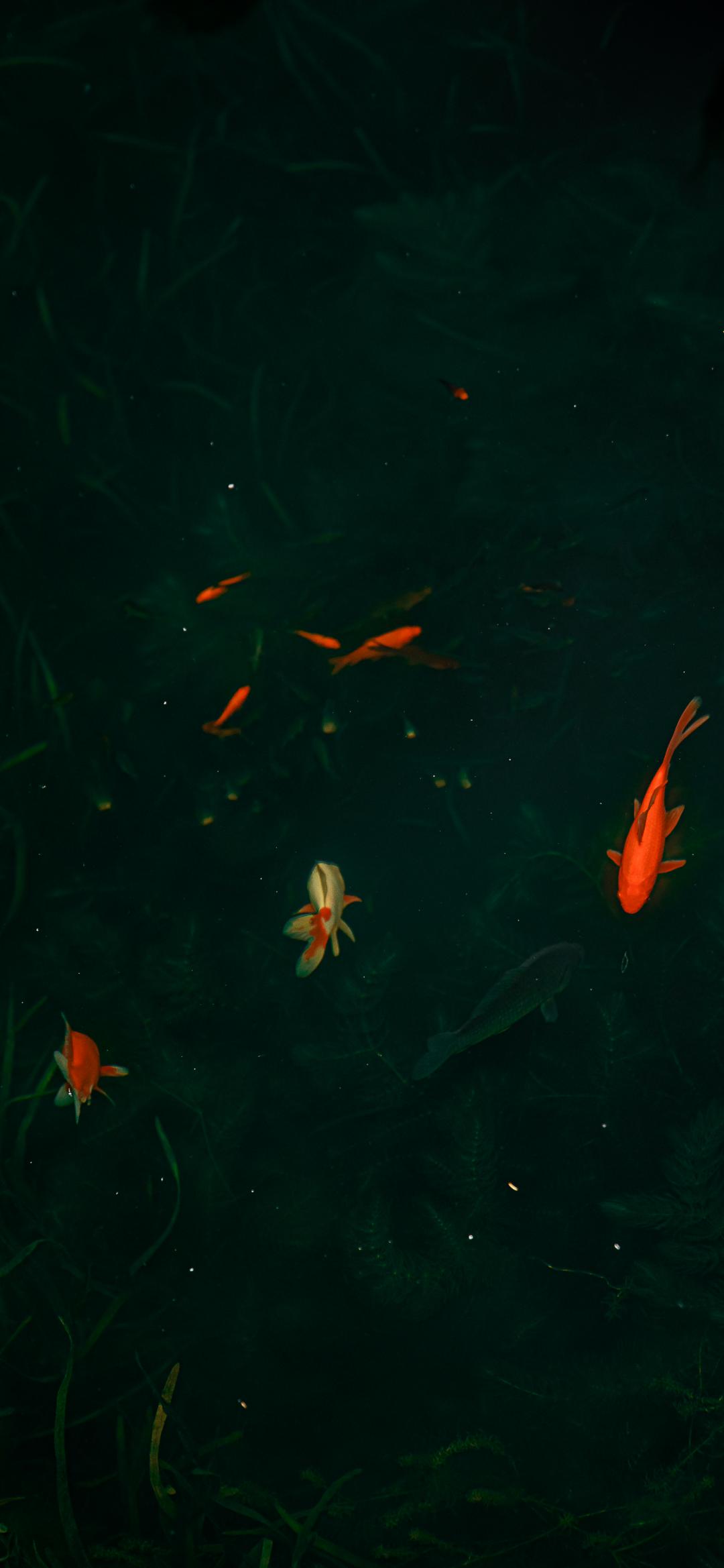 每日分享:好多鱼