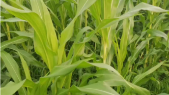 玉米地“与草共舞”实验｜邻里生物多样性保护案例（BCON-103）