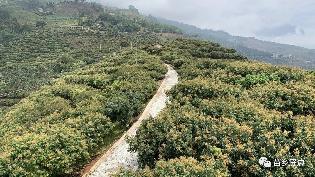 屏边县守好绿水青山 打造生态果产业