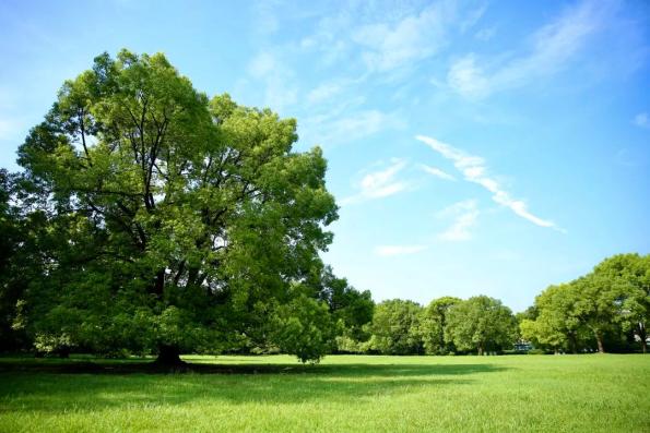 盘点共青森林公园里"独木成景"的大树