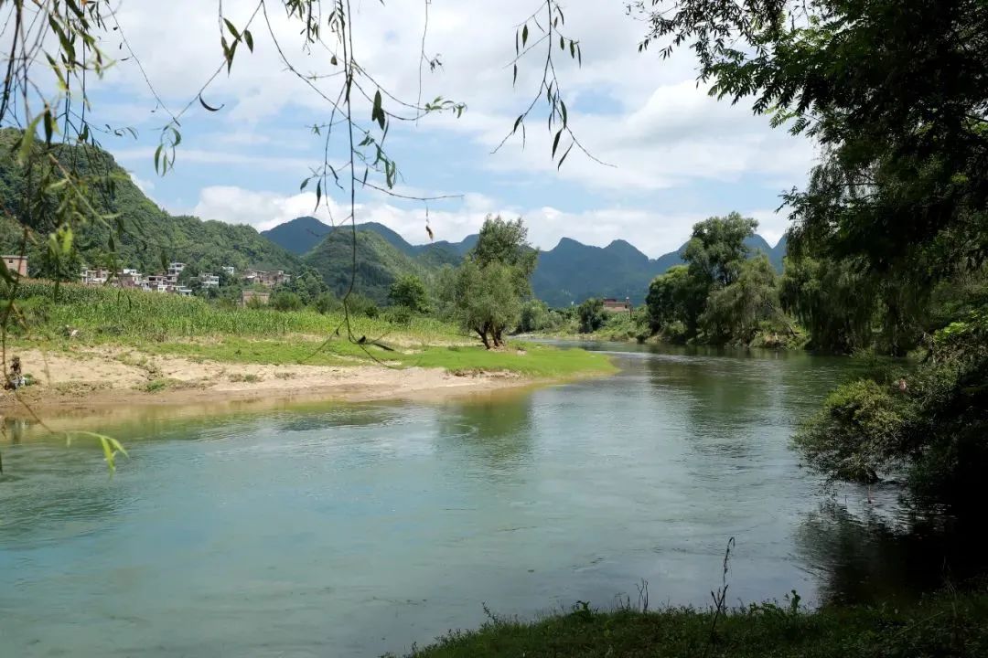 生態尅混禾苗青青田園美