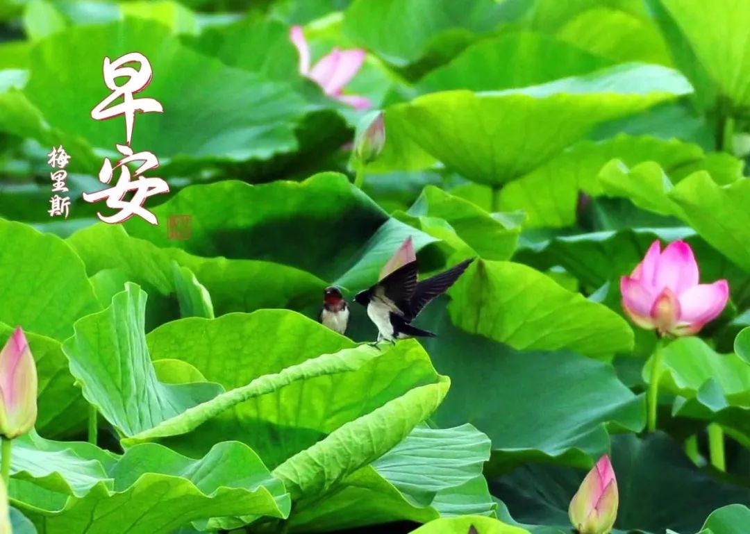 正是荷花开满池便是人间好时节但愿日子清透抬头遇见皆是温柔……早安