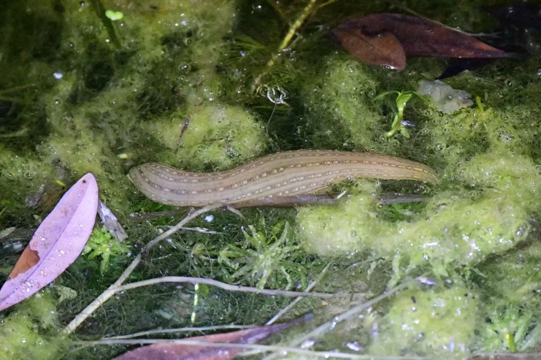 爬出水面,伏在浮水植物上享受夜晚的清爽↓↓同是蝽類的大田鱉(biē)