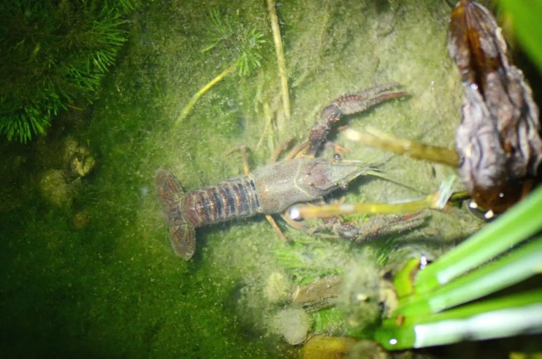 后撤至睡莲叶下↓↓而低调的隐秘螳臂相手蟹则抓紧时间进食↓↓灯光下