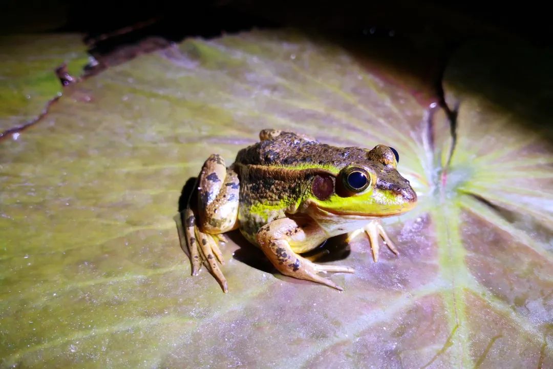 在"呱"声中寻找水生精灵