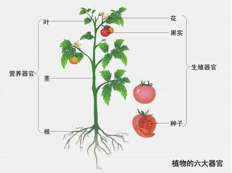 果实,种子分别为根,茎,叶根据下图可得知植物有六大器官植物的结构也