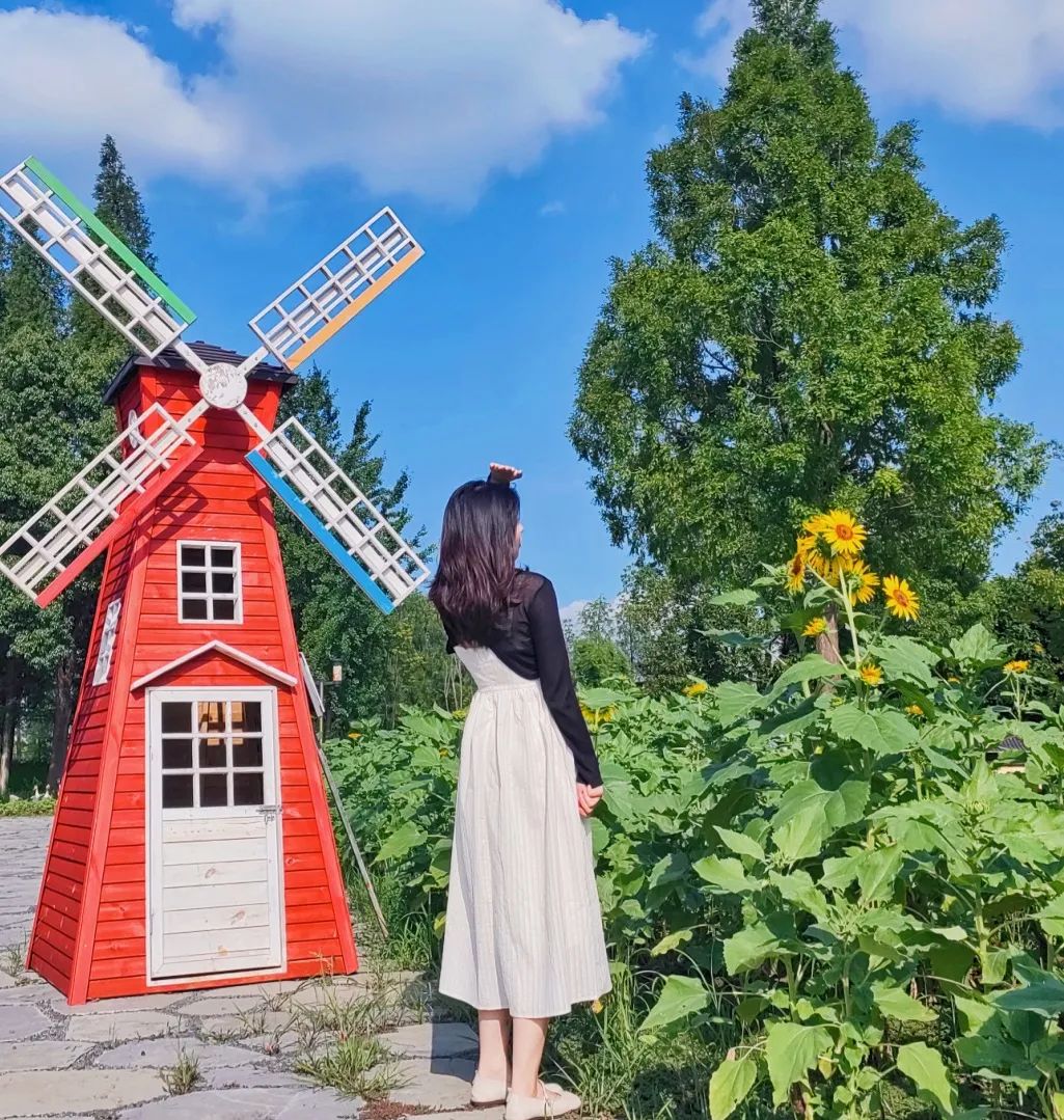 镜头下的荆州消暑荆夏荆州园博园向日葵花海惊艳一夏