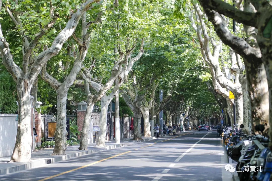 林荫道是道路两侧的行道树冠大荫浓,整体景观宜人,具有自身特色的