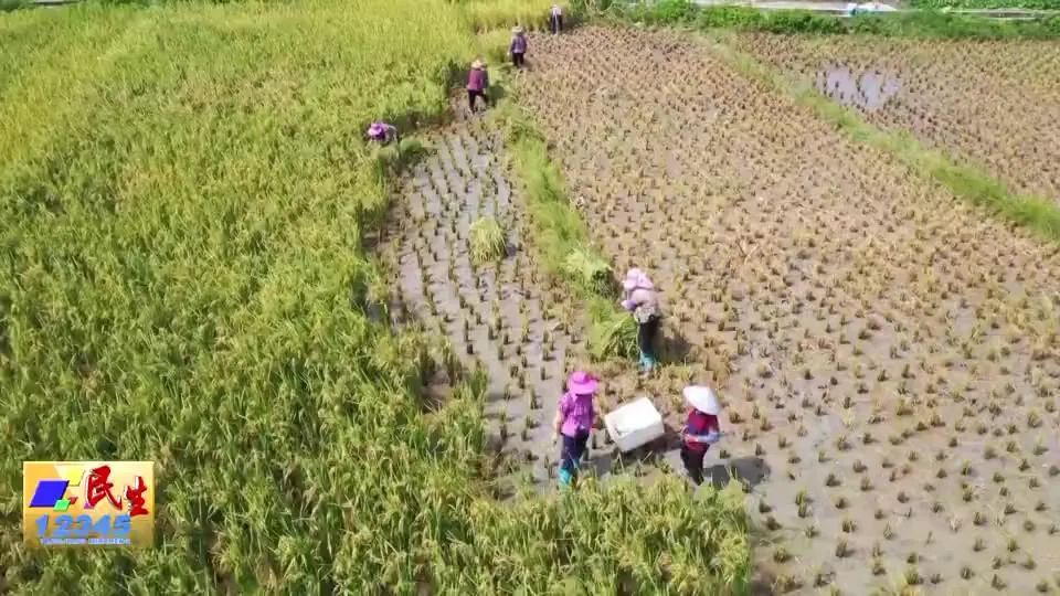 禾虫养殖 阳东区百亩“优质水稻+禾虫”绿色高效种植基地示范项目-东山资源号
