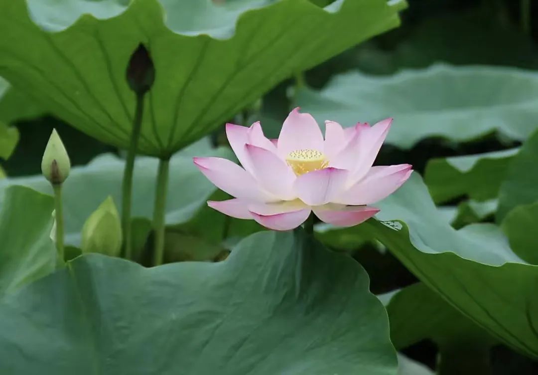 夏日青莲荷止是美丽