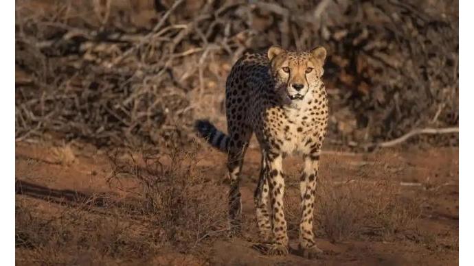 野生猎豹70多年来首次回归印度，均具备非洲血统