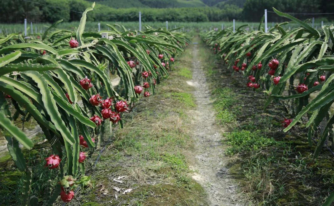 柳城县东泉镇雷塘村北岸屯的火龙果种植基地也迎来了盛果期,本地红心
