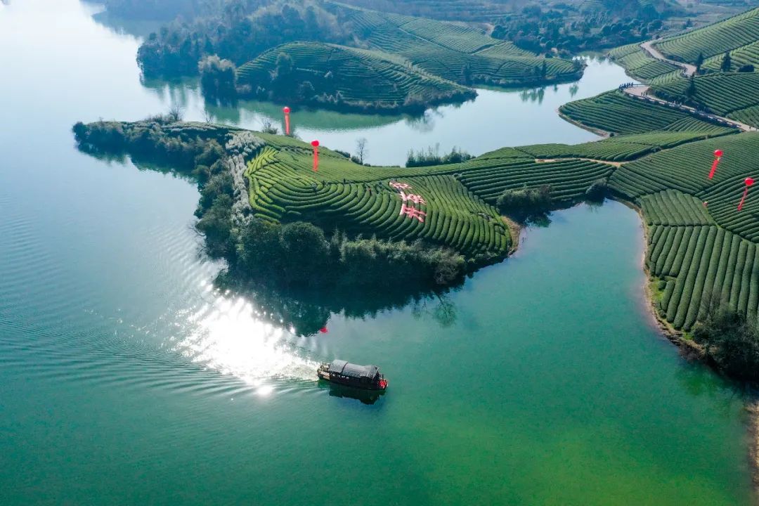 2292亿元武阳春雨茶为什么越炒越香