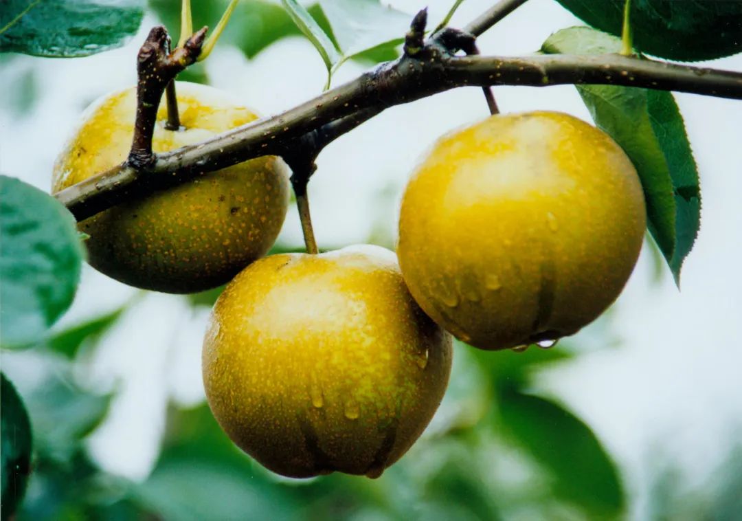 爱吃梨的奉贤市民请看过来这里有你想要的庄行蜜梨