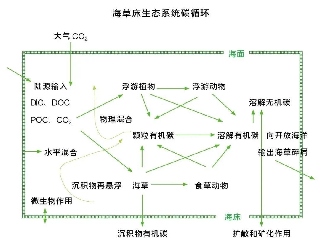 小小一棵草竟成世界最大生物体可它也受到了威胁