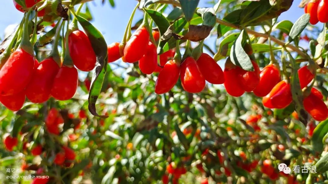 【疫情防控 古浪在行动】把服务送至丰收一线 让枸杞映红丰收脸_澎湃