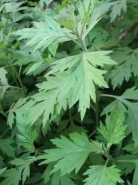 仁济科普常见夏秋季花粉过敏原介绍艾蒿豚草苍耳