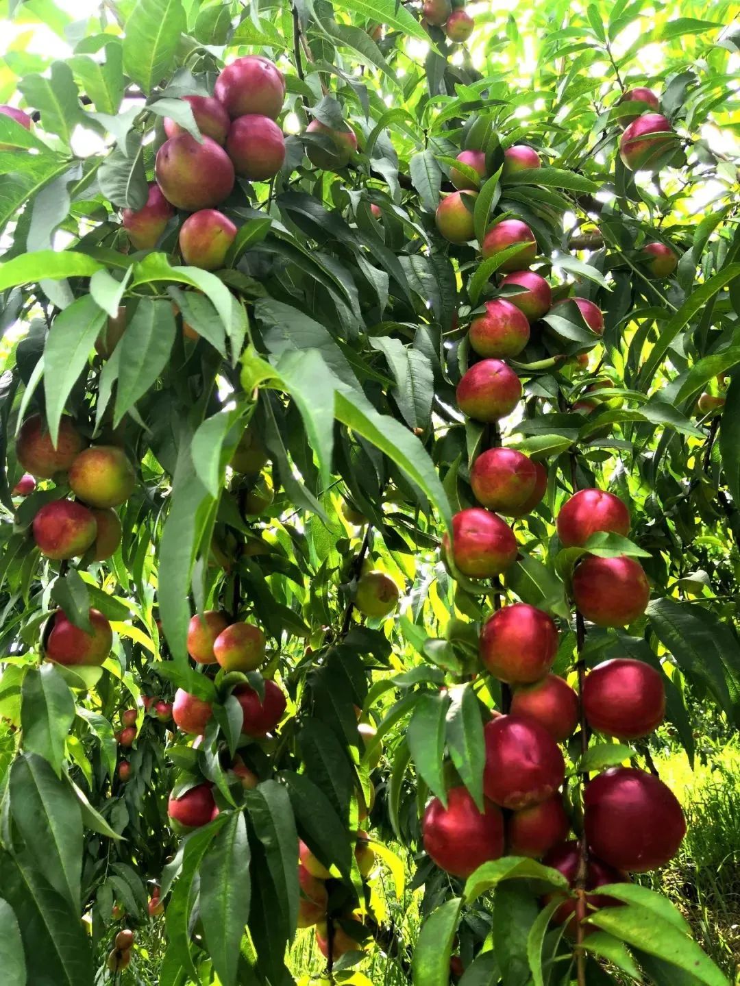 亩产5000公斤!施秉县望城村珍珠枣油桃丰产效益好_澎湃号·媒体_澎湃