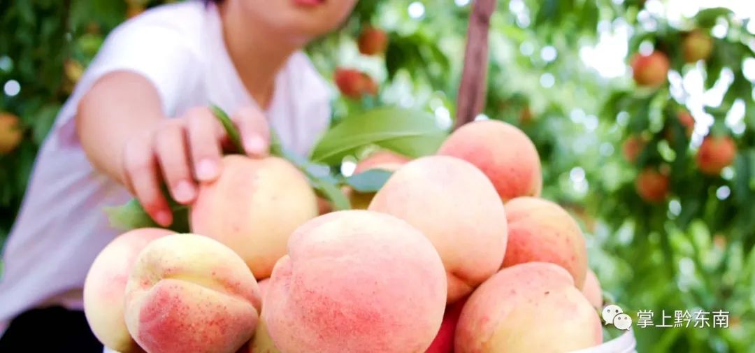 桃不掉的夏日诱惑黔东南桃子采摘攻略来啦