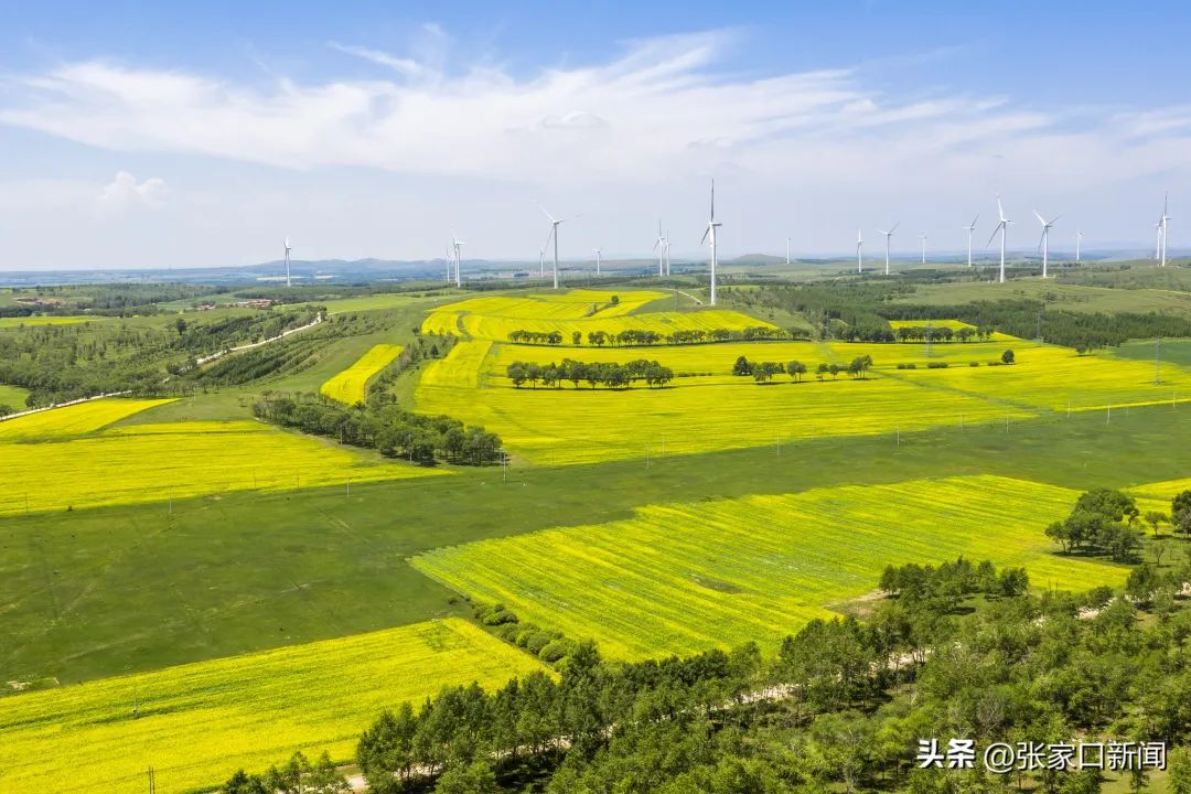 张家口8万亩油菜花开康保