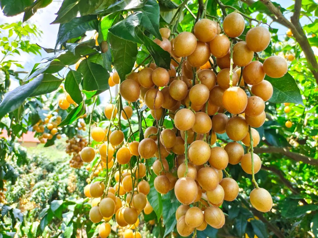 卜玉黄皮这个来宾品牌了不得