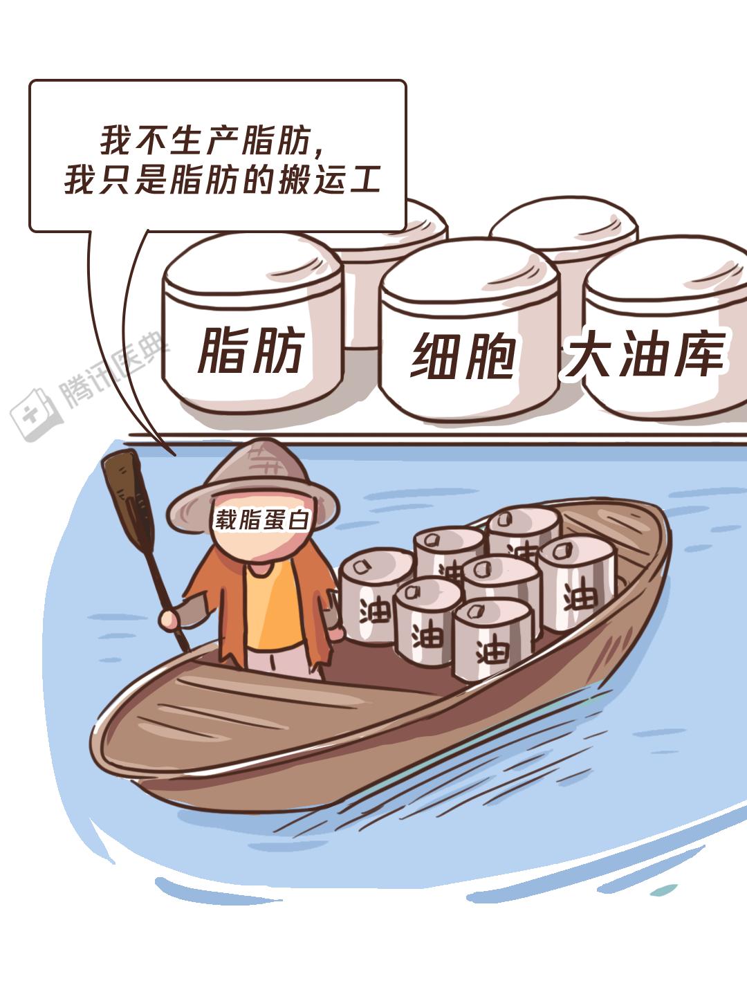 能安全储存大量脂肪的地方这里是全身唯一送到脂肪细胞存起来[2]通过
