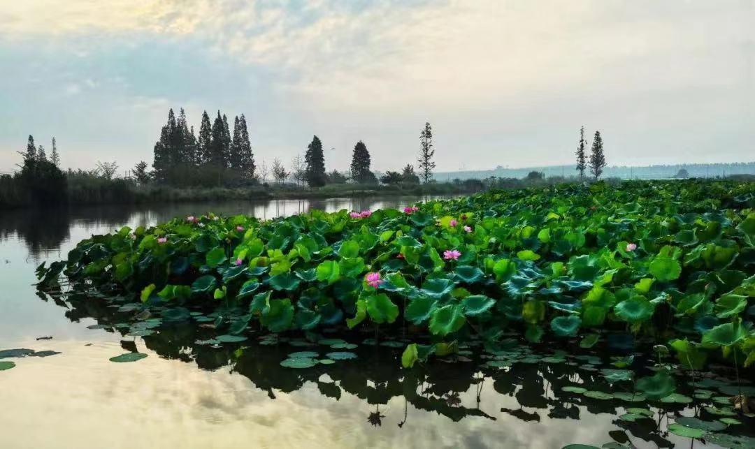 馬家蕩旅遊景區串場河景觀南城區風景益林鎮南城區鳳凰公園南側