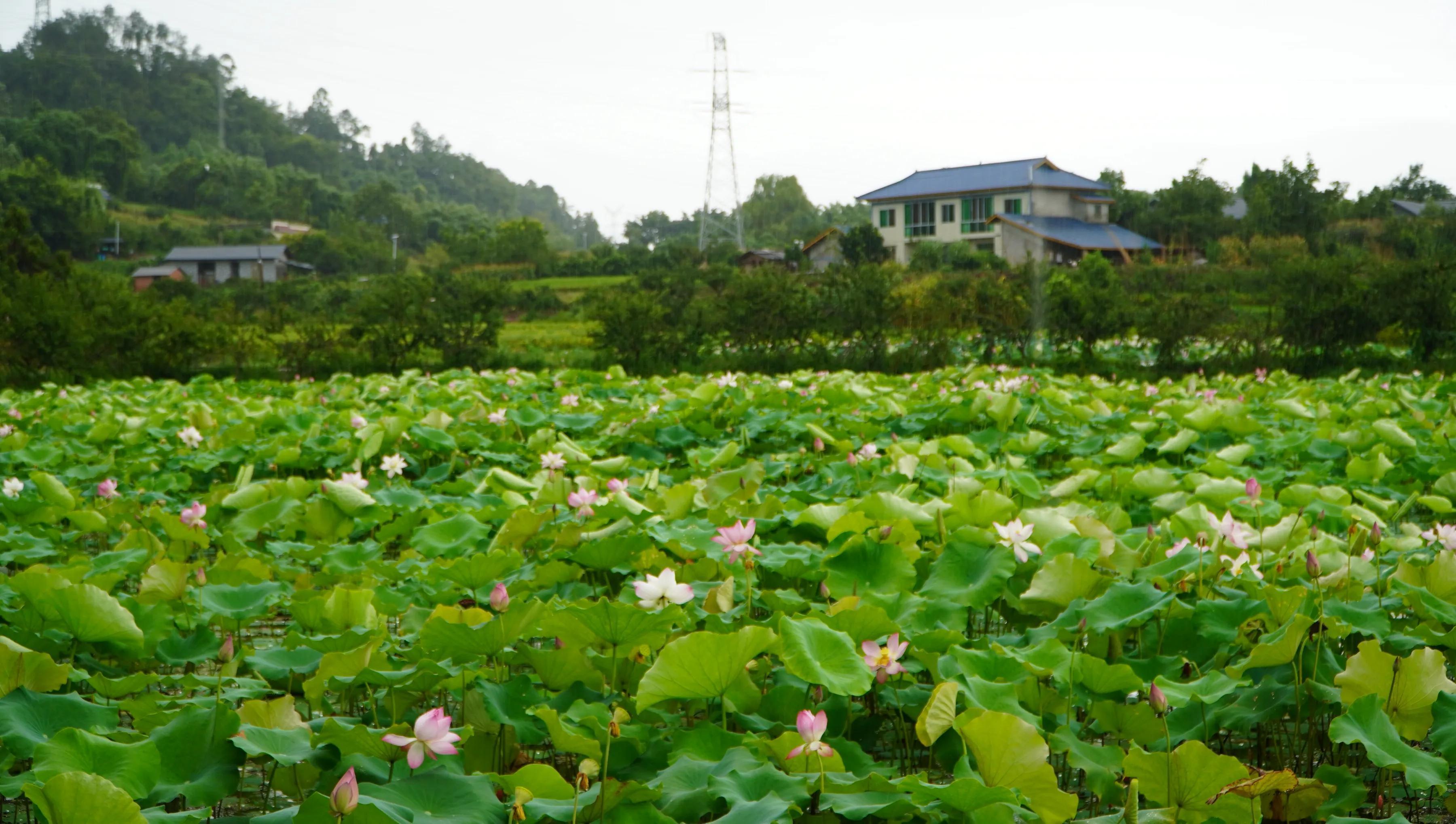 四川犍为县寿保镇第五届荷花文化节开幕式将于7月29日举行_媒体_澎湃