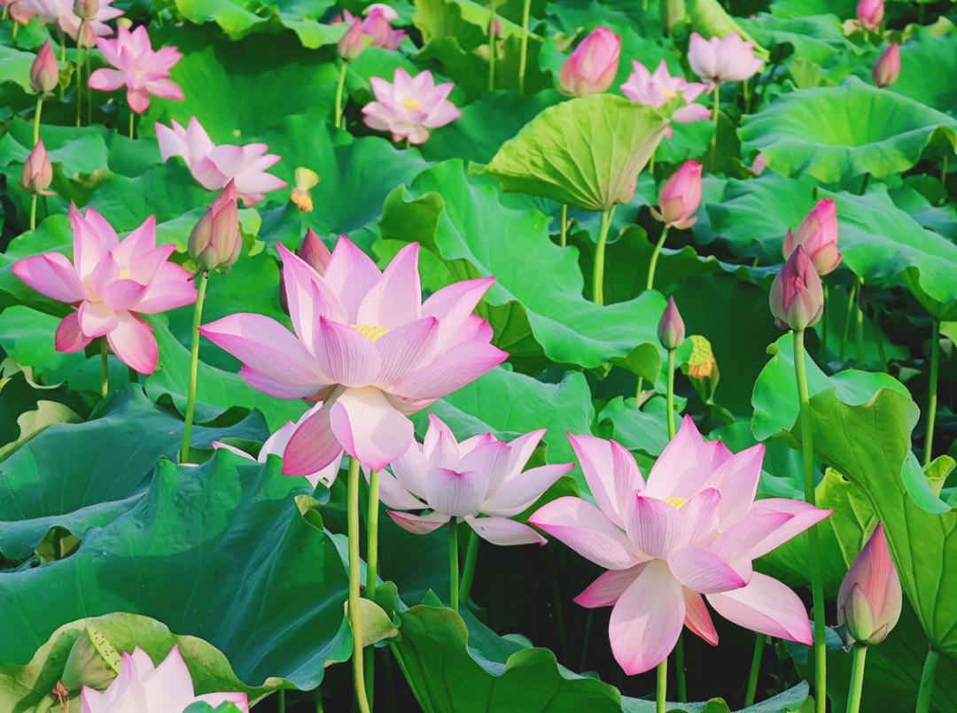 莲都千亩荷花竞相开放处州白莲节本周四将开幕