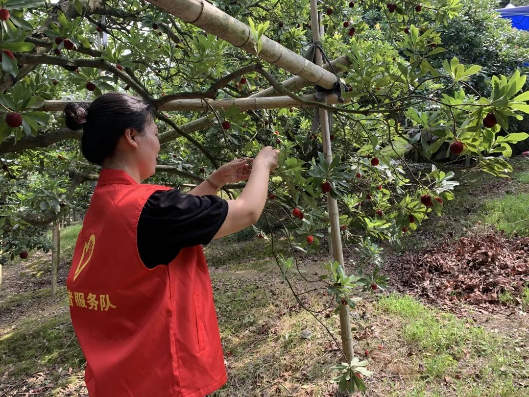 杨梅树修剪技术图解图片