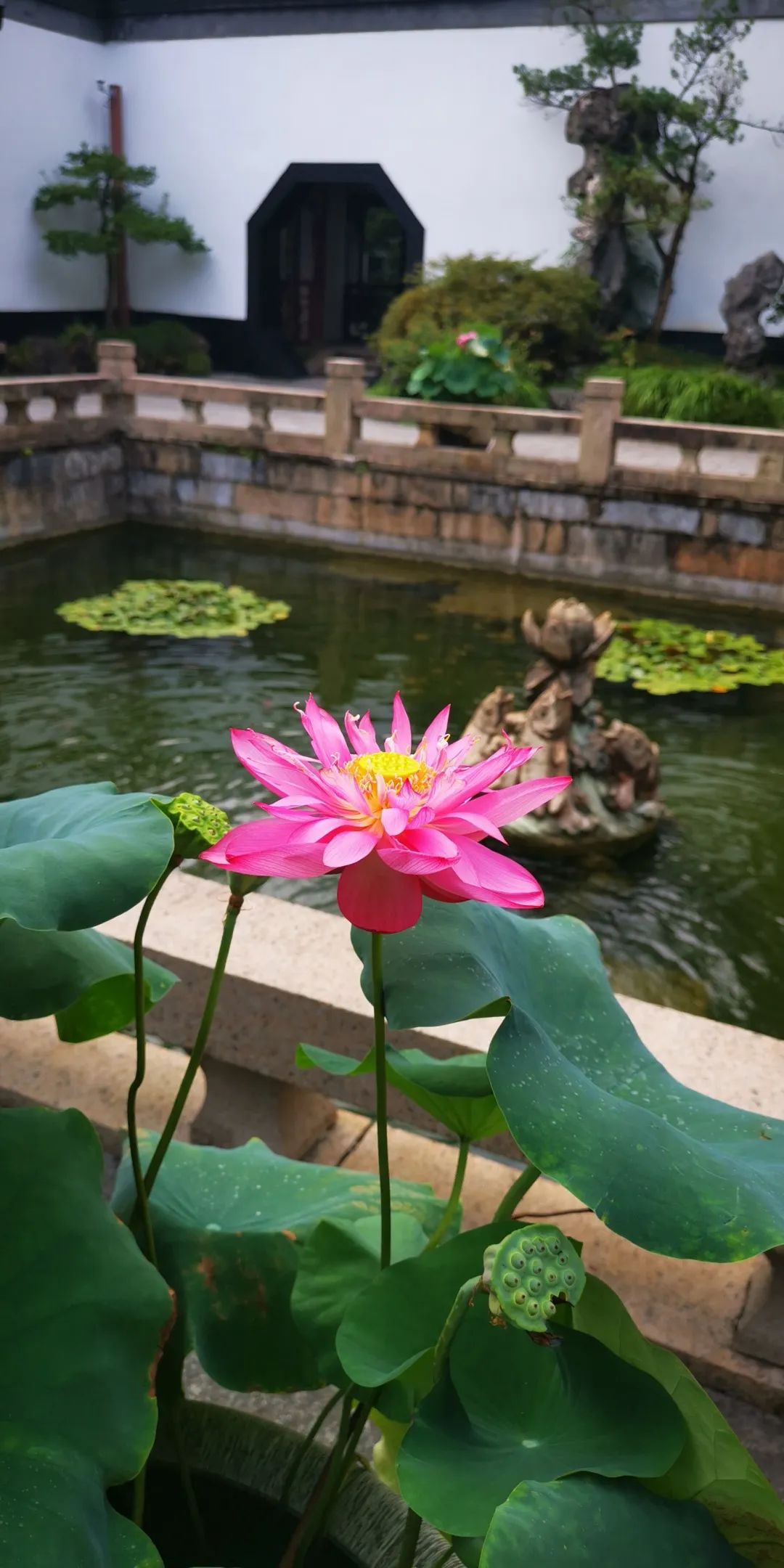 荷花紫薇竞美醉白池夏花开得好不热闹