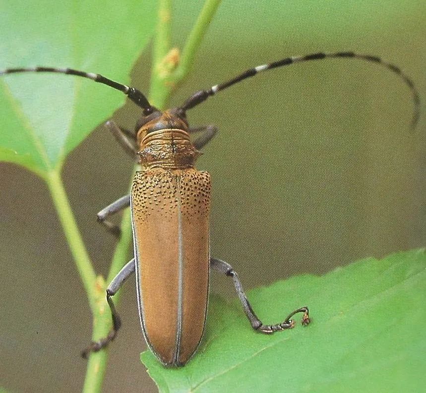 古猗园发出天牛通缉令